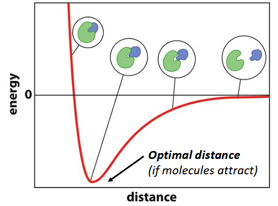 <p>dictates stability/function of the 3-D architecture of macromolecules</p>