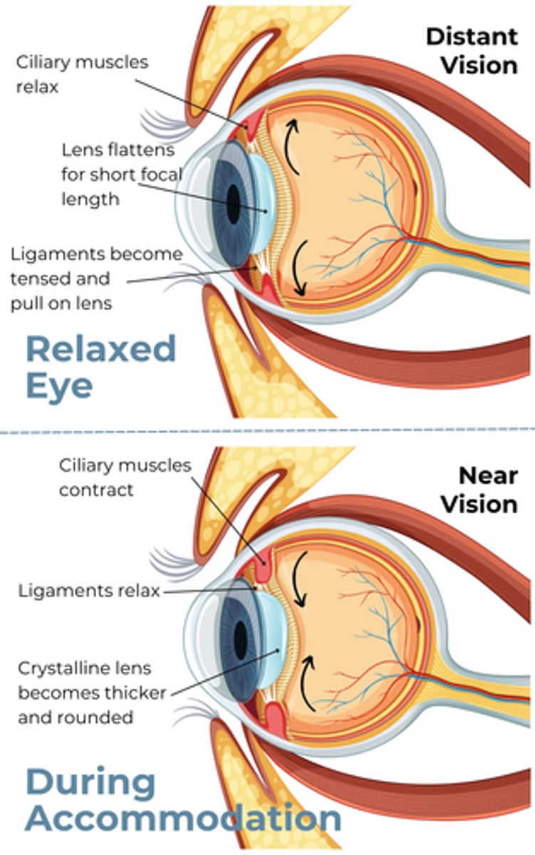 <p>Ciliary muscle</p>