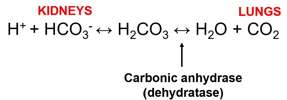 <ul><li><p><span><span>Connects </span><strong><span>lung</span></strong><span> control of [CO</span><sub><span>2</span></sub><span>] to </span><strong><span>kidney</span></strong><span> control of bicarbonate [HCO</span><sub><span>3</span></sub><sup><span>-</span></sup><span>] in acid-base balance – shows how the systems can compensate for each other</span></span></p></li><li><p><span><span>H</span><sup><span>+ </span></sup><span>+ HCO</span><sub><span>3</span></sub><sup><span>- </span></sup></span><span data-name="left_right_arrow" data-type="emoji">↔</span><span><span> H</span><sub><span>2</span></sub><span>CO</span><sub><span>3</span></sub><span> </span></span><span data-name="left_right_arrow" data-type="emoji">↔</span><span><span> H</span><sub><span>2</span></sub><span>O + CO</span><sub><span>2</span></sub></span></p></li></ul><p></p>