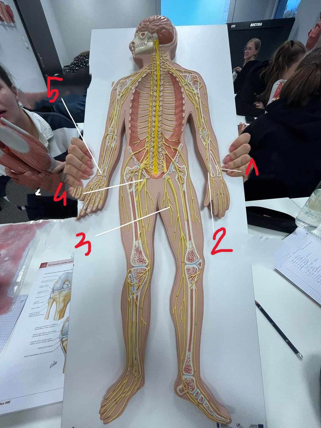 <p>3</p>