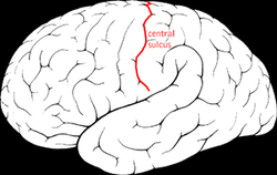 <p>what does the central sulcus do?</p>
