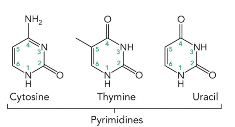 <p>cytosine, thymine, and uracil (6 atoms in a ring)</p>