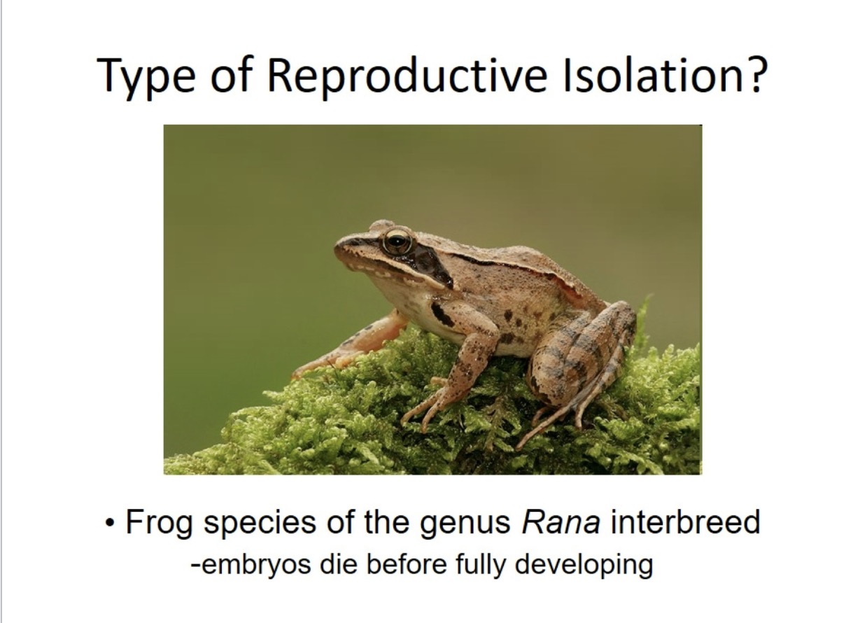 <p>What type of reproductive isolation is this? </p>