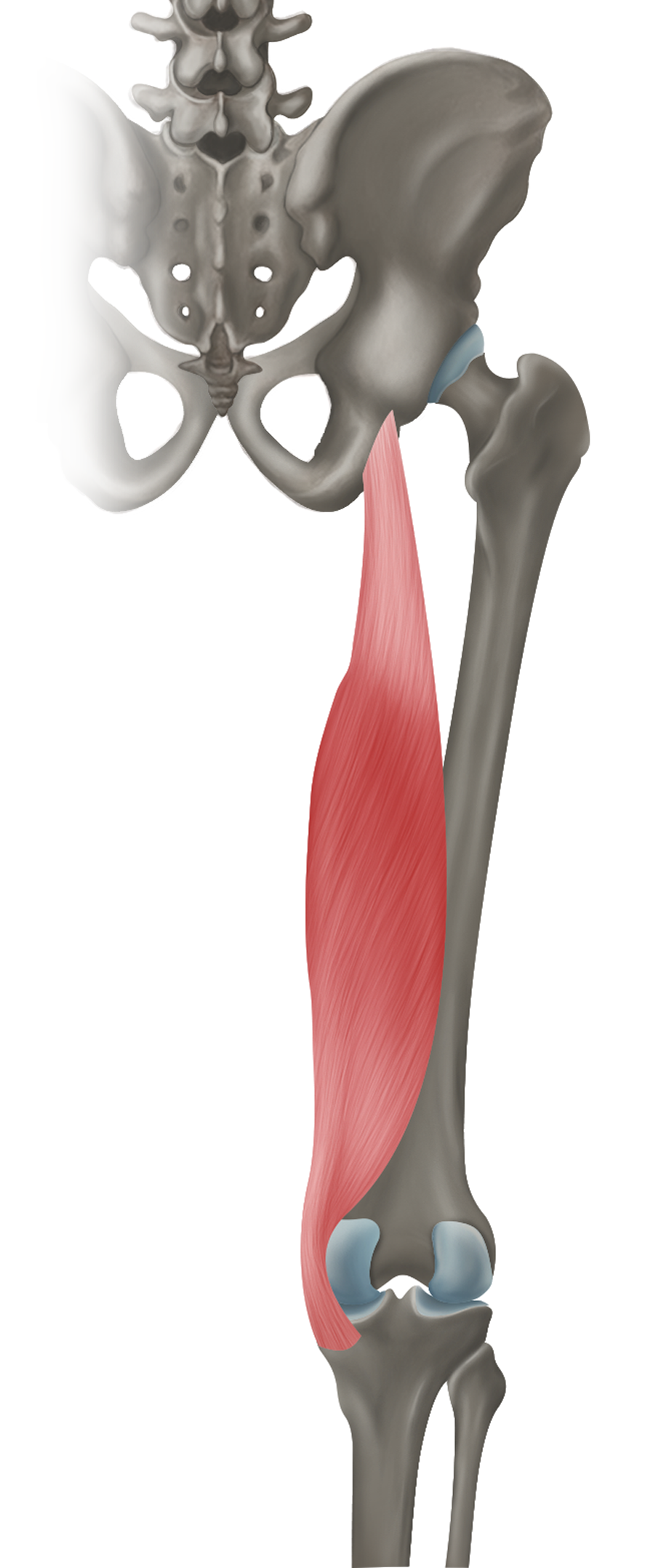 <p>m. semimembranosus - ZAČÁTEK</p>