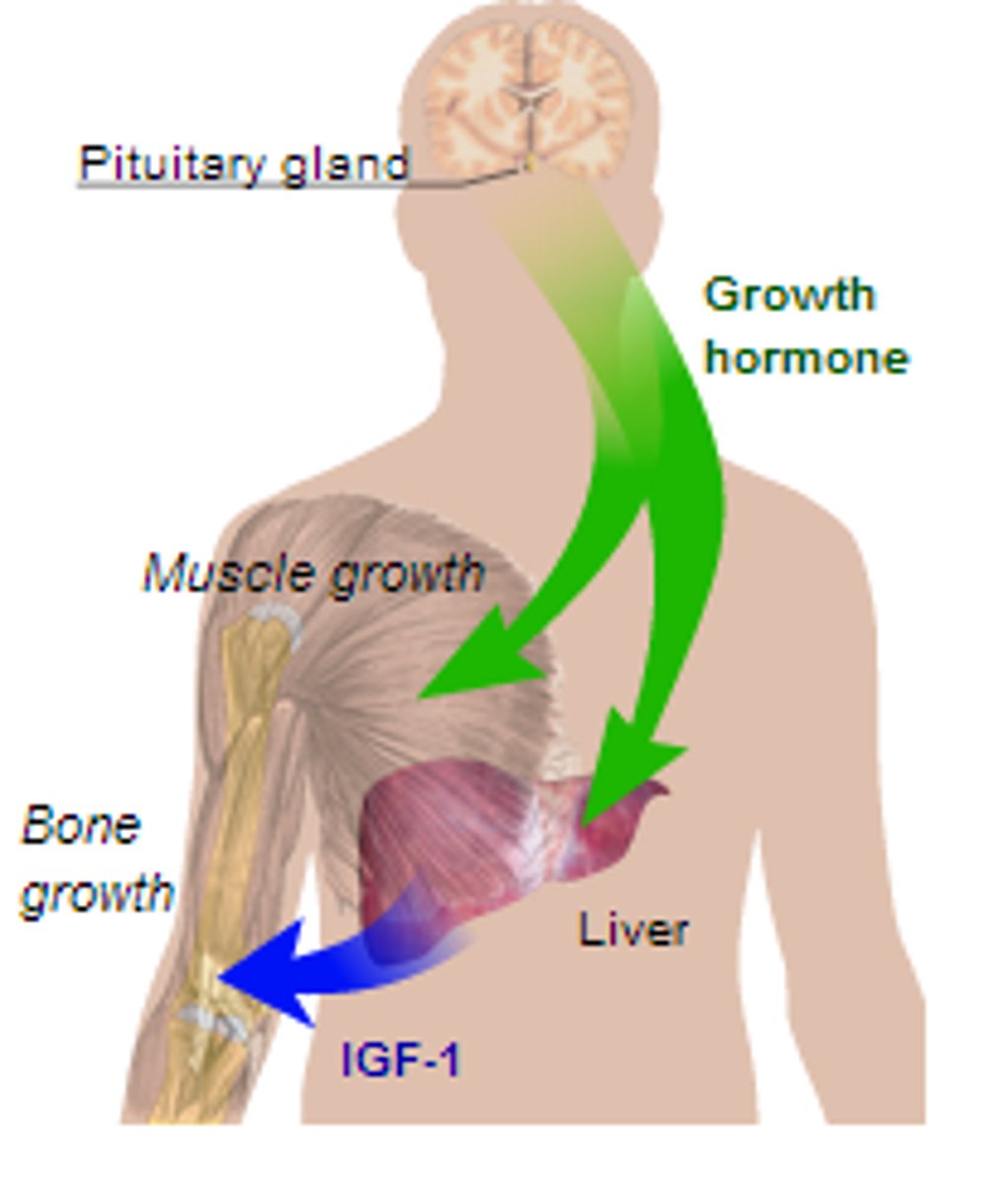 <p>chemicals released into the bloodstream that</p><p>control many body functions, such as growth, repair and reproduction</p>