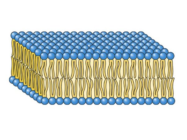 <p>A. lipid B. nucleic acid C. protein D. carbohydrate</p><p>what molecule is this?</p>