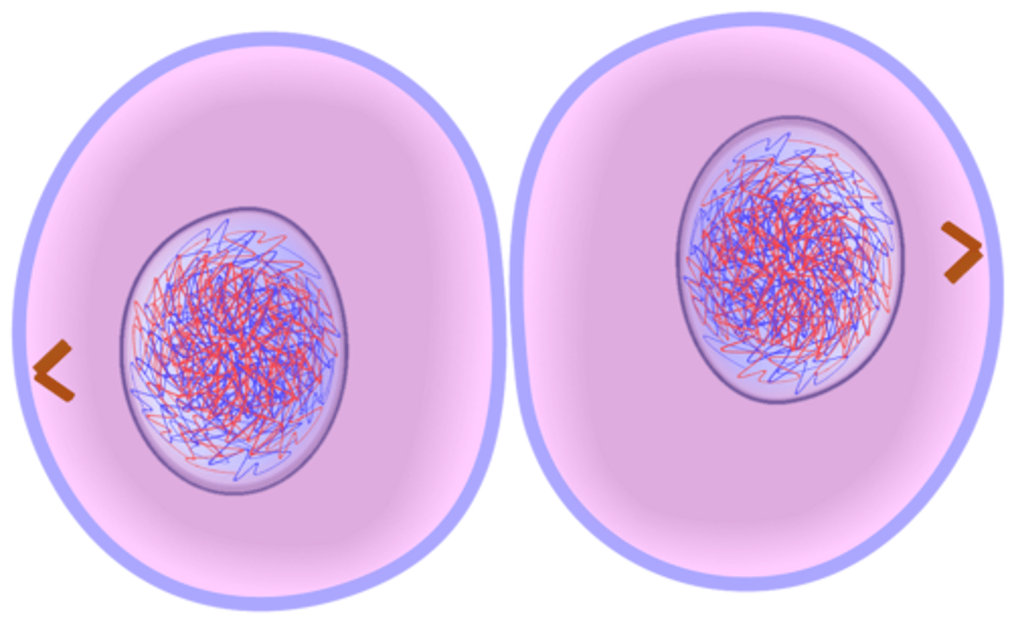 <p>division of the cytoplasm to form two separate daughter cells</p>