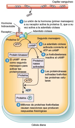 <p>Hormona hidrosoluble</p>
