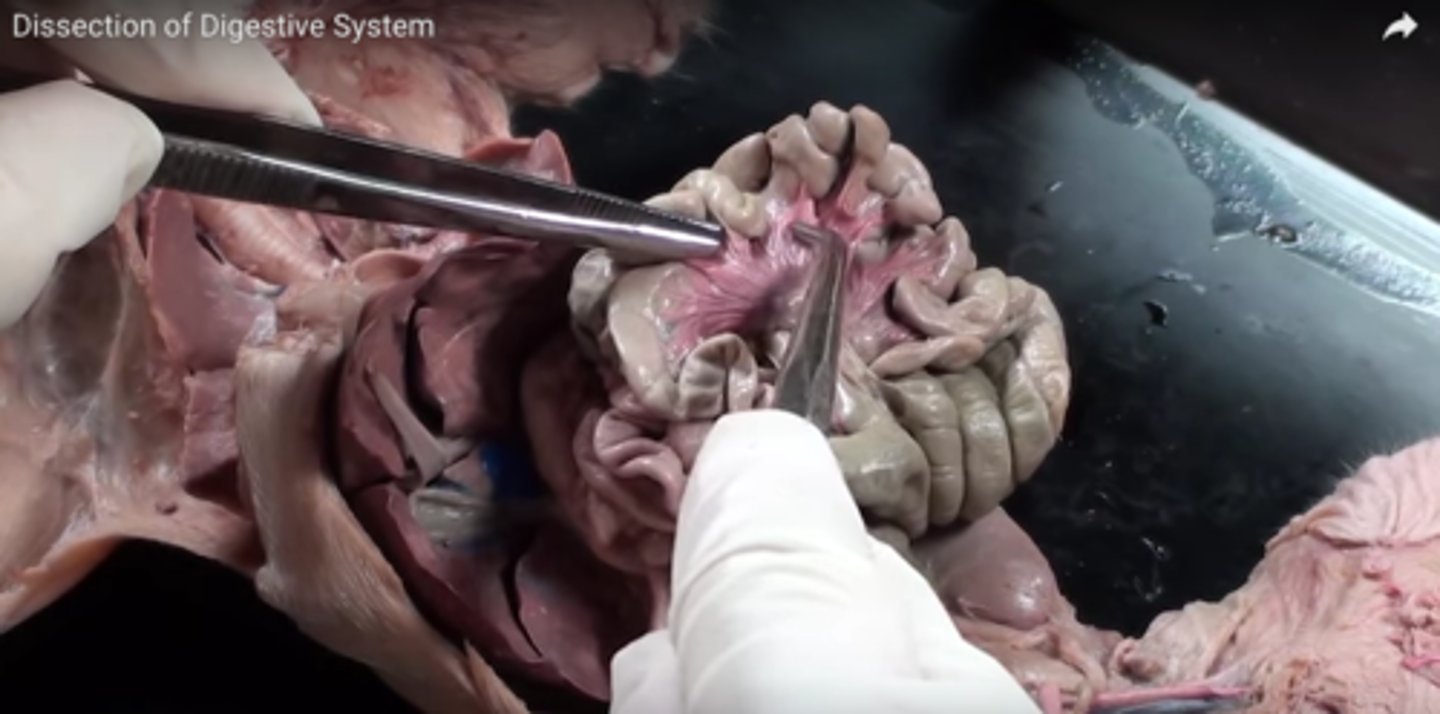 <p>name this tissue that holds together the small intestines</p>