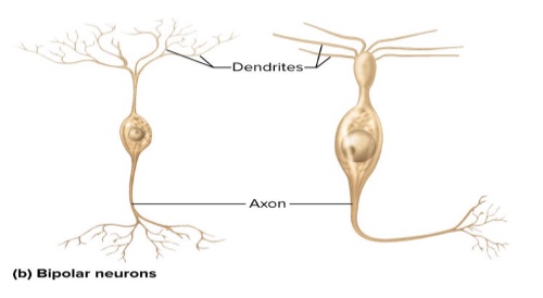 <p>What are four structural classes of neurons? Where are they located?: Bipolar neurons</p>