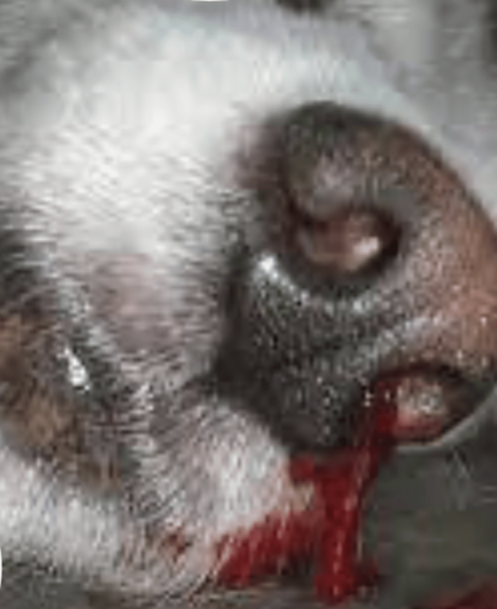 <p>what is this discharge called?</p>