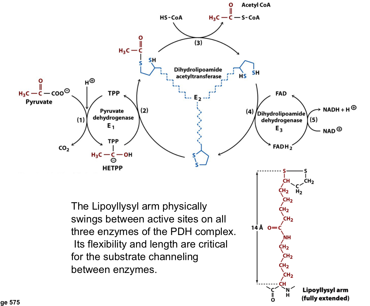 the lipoyllsyl arm physically swings between active sites on all three enzymes of the PDH complex

its flexibility and length are critical for the substrate channeling between enzymes 