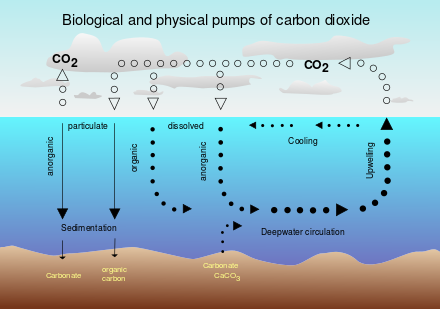 <p>Movement of carbon dioxide gas directly between the ocean and atmosphere. Happens at a relatively stable rate, although excess atmospheric carbon will increase the level of CO2 in the ocean</p>