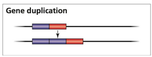 <p>repeat gene section</p>