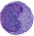 <ul><li><p>Largest white blood cell. </p></li><li><p>Leaves the bloodstream and transform into tissue macrophages. </p></li><li><p>Macrophages are phagocytic cells, playing a role in immune defense.</p></li></ul><p></p>