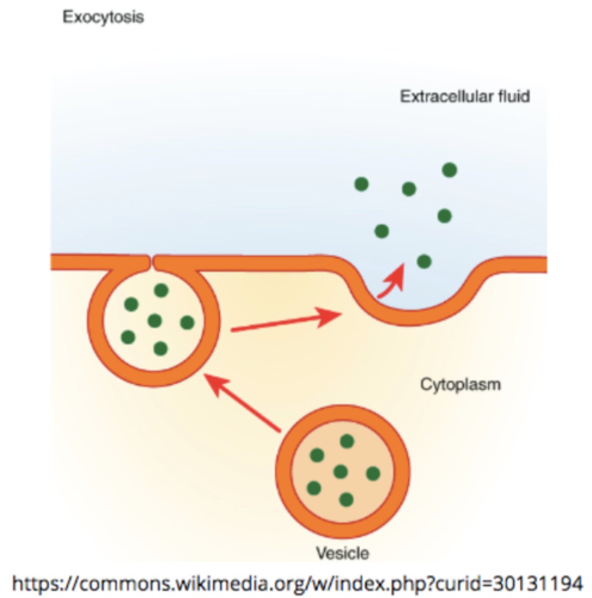 <p>process by which materials exit the cell (opposite of endocytosis)</p>