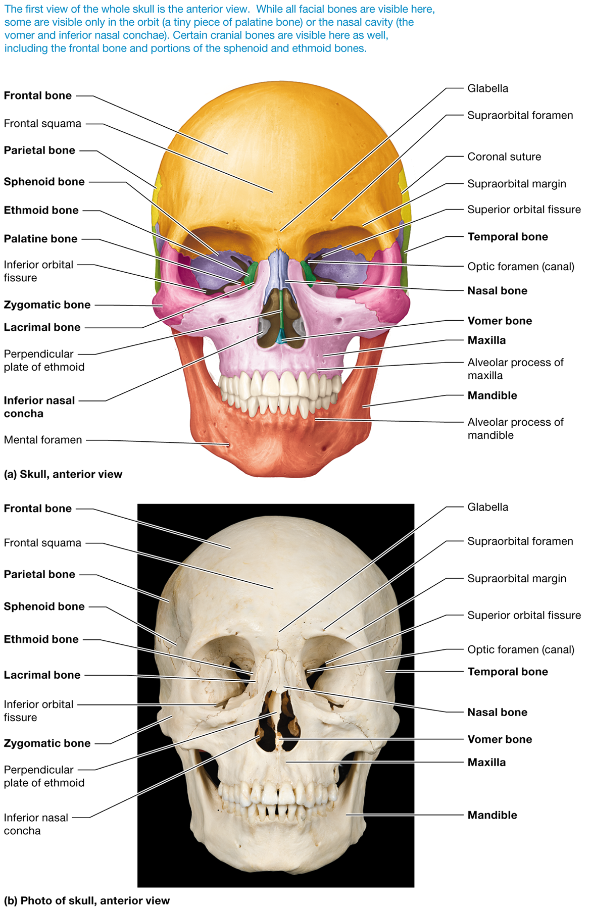 <p><span>The <strong>lacrimal bone</strong></span></p>