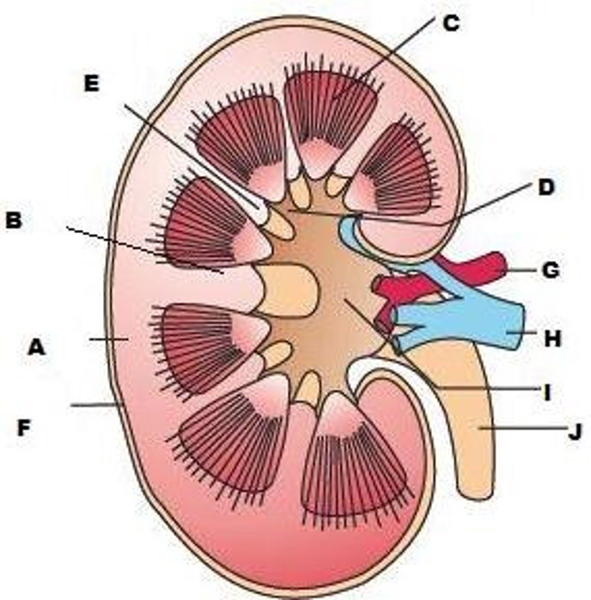 <p>What is D?</p>