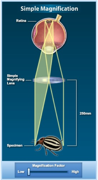<p>a simple microscope or magnifying glass (lens) produces an image of the specimen upon which the microscope or magnifying glass is focused.</p>