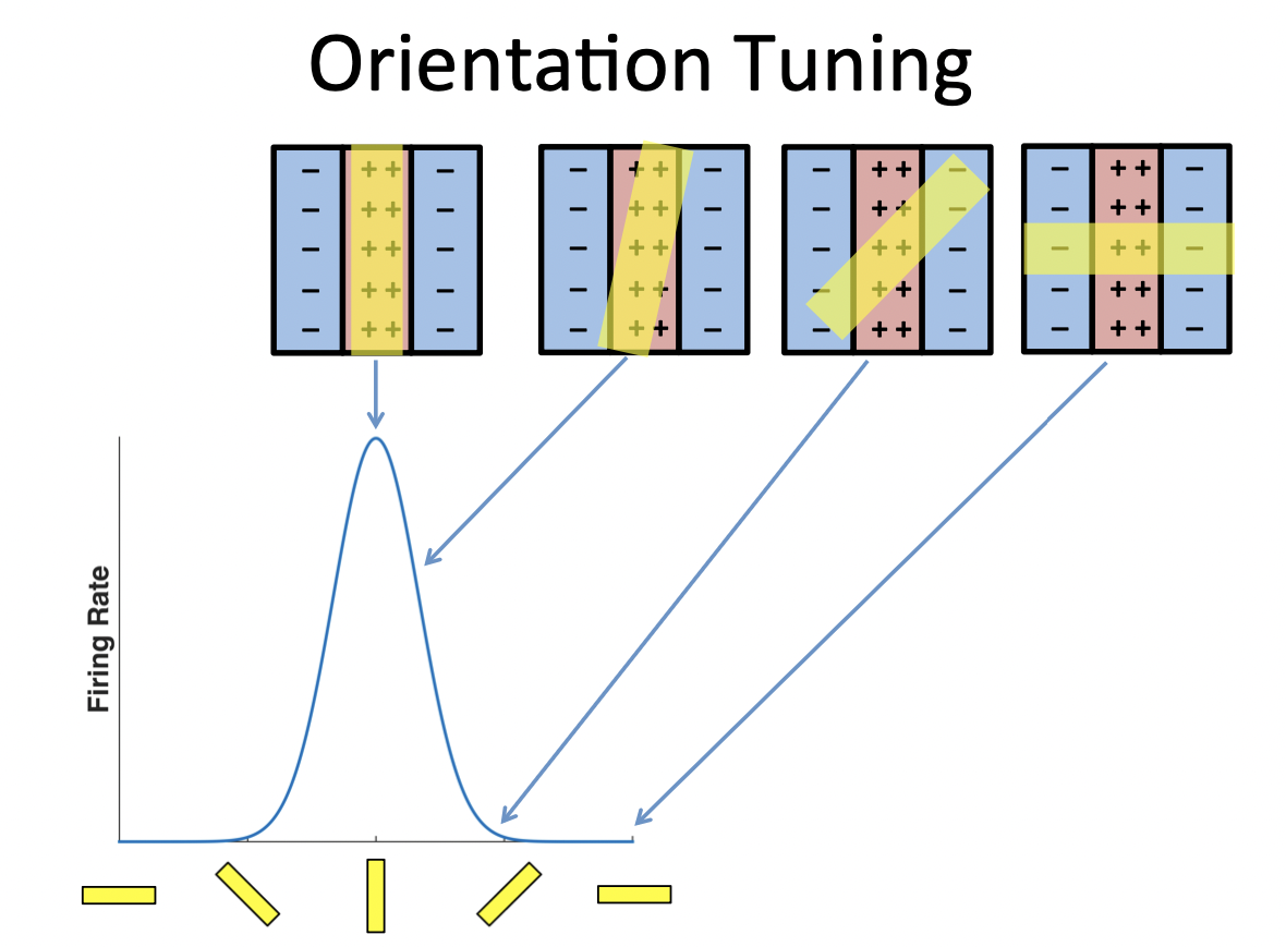 <p>Neurons respond best to vertical bands of light</p><ul><li><p><span>Not just responding to one and not other, but have an optimal stimulus which they respond best to</span></p></li></ul>