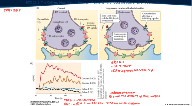 <ul><li><p>Chimeras based on <strong>α7 nicotinic AChR / 5-HT3</strong>–like ligand-gated channels with <strong>binding-site mutations</strong>.</p></li><li><p>Mutations shift <strong>agonist specificity</strong> so <strong>cocaine</strong> (not ACh) opens the channel → <strong>selective neuronal silencing</strong> during cocaine exposure.</p></li></ul><p></p>