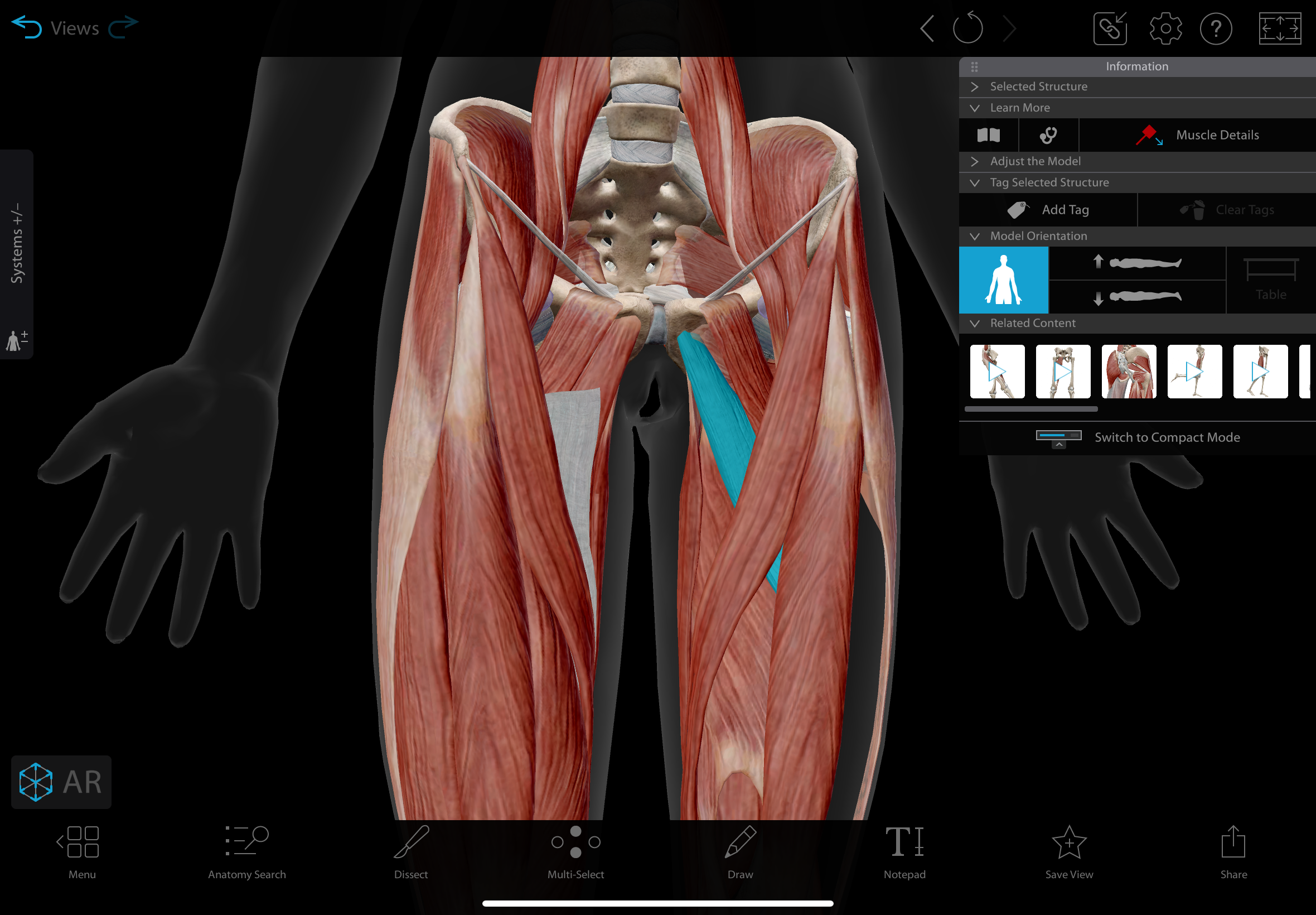 <p>A short muscle located in the medial compartment of the thigh.</p><p></p><p>actions: adducts, medially rotates, & flexes the hip</p><p>insertion: linea aspera of the femur.</p><p>innervation: obturator nerve </p>