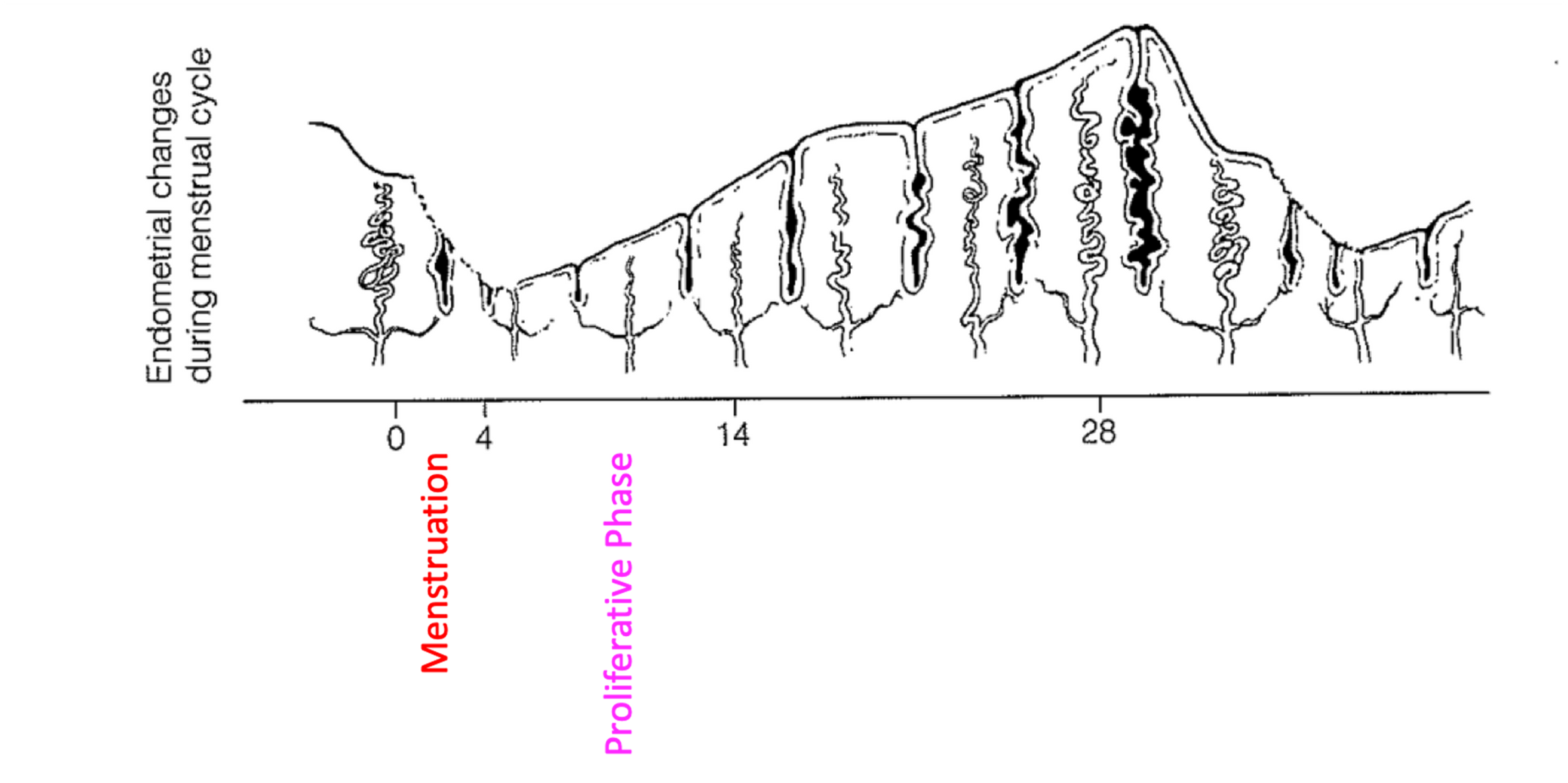<p><span>⚬The endometrium rebuilds itself.</span></p><p><span>⚬New layer grows and thickens, its glands enlarge, and its spiral arteries increase in number.</span></p><p><span>⚬Becomes velvety, thick and vascularised.</span></p><p><span>⚬From the end of menstruation until approximately day 14.</span></p>