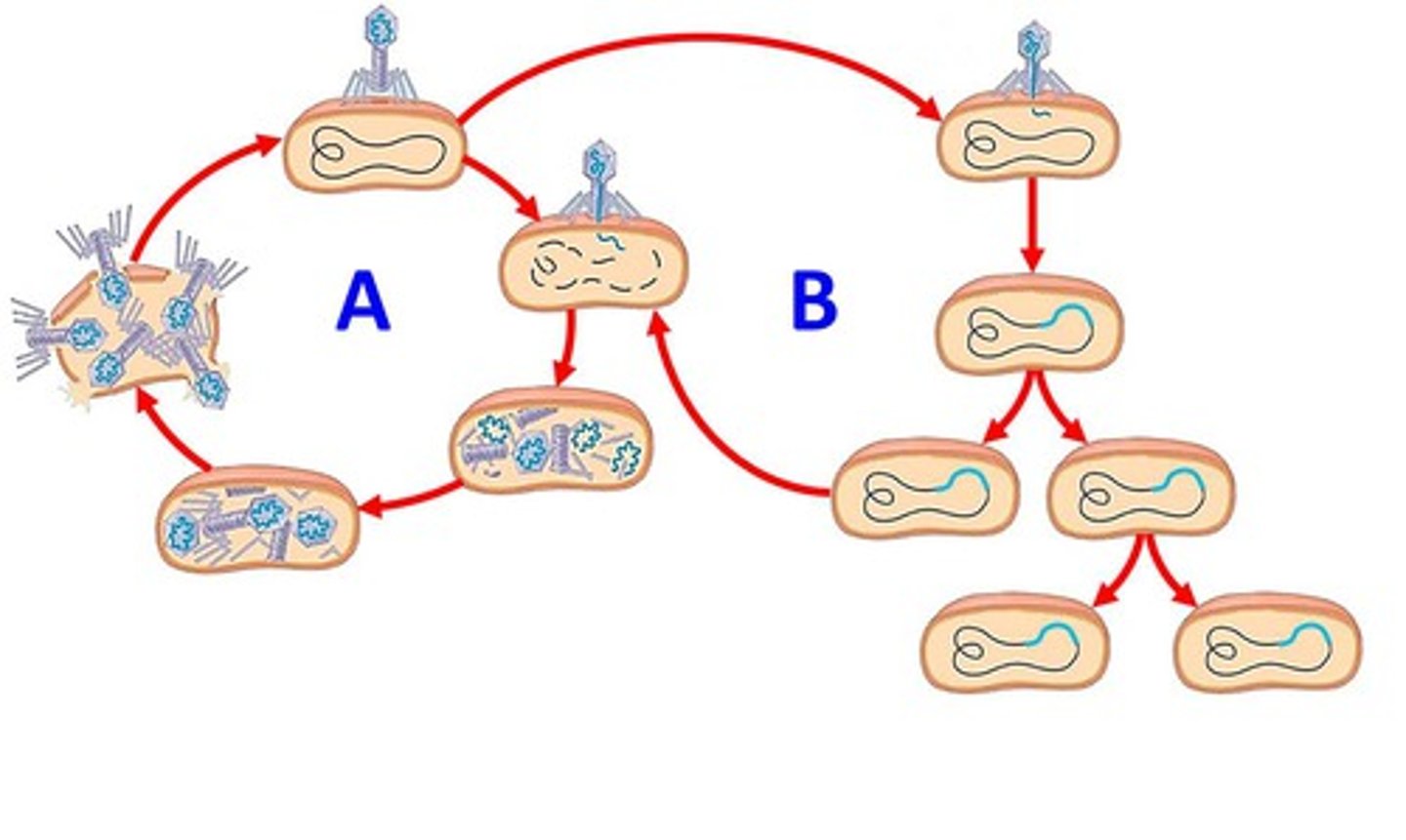 <p>latent phase; virus does not immediately kill infected cell</p><p>- integrate virus into the host cell genome and allows the virus to be replicated along with the host cell's DNA as the host divides.</p>