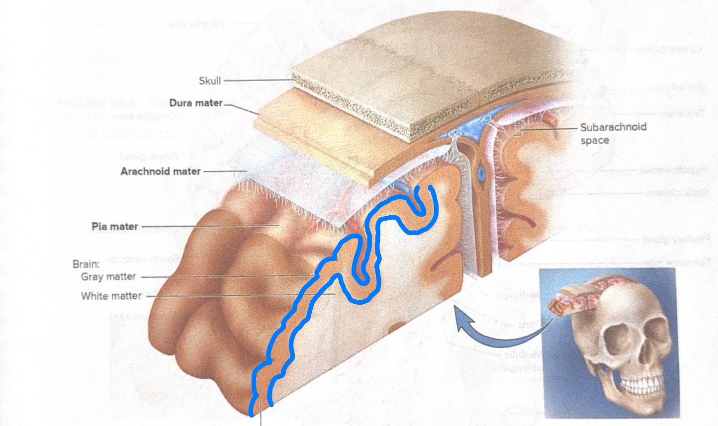 <p>What is the specific name for the gray matter on the outside of the brain? </p>