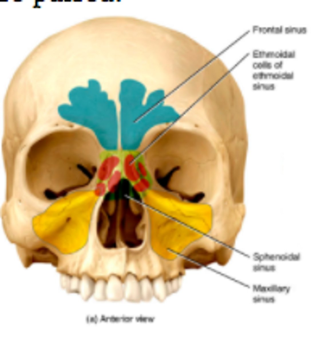<p>lighter skull bones and release mucus into nasal cavity (mucous epithelium)</p>