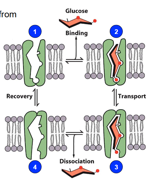 <ul><li><p class="">Most animal cells import glucose from the blood into cells down a concentration gradient via facilitated diffusion</p></li></ul><ol><li><p class="">Transporter ready to accept glucose molecule</p></li><li><p class="">Glucose is accepted by transporter</p></li><li><p class="">Intracellular side of transporter opens</p></li><li><p class="">Glucose is released and cycle repeats</p></li></ol><p></p>