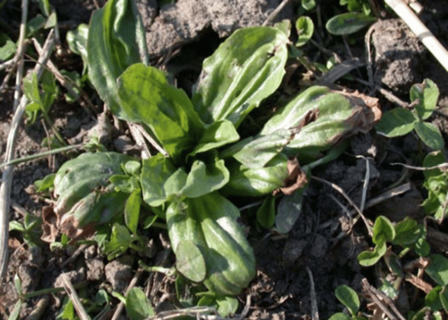 <p>phyllotaxy if leaves are nasa baba</p>