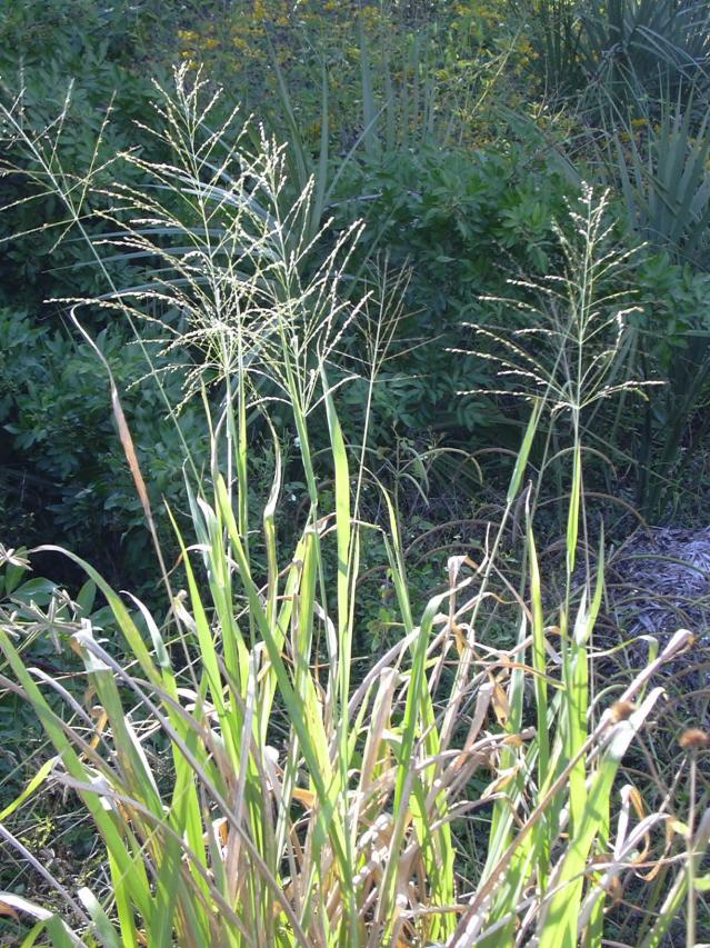 <p><strong>Guinea Grass - GRASSES</strong></p>