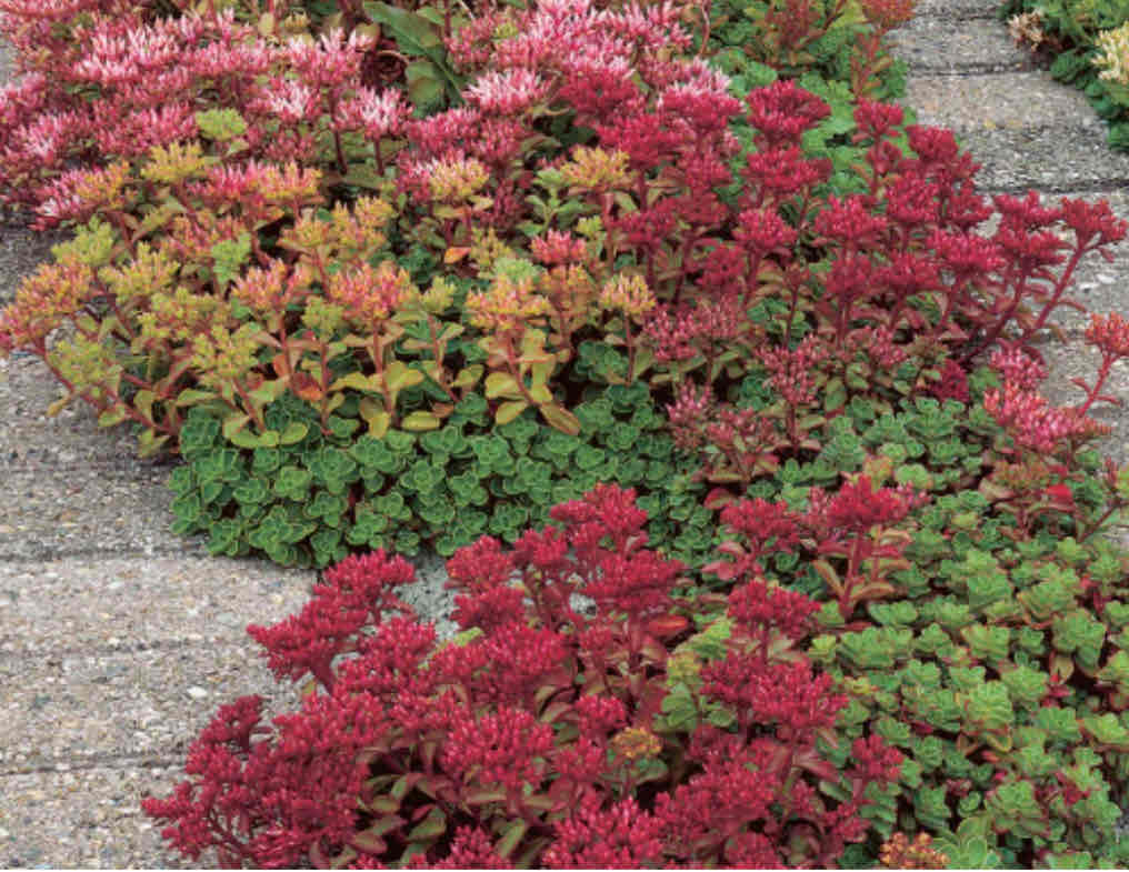 <p><span>Sedum spurium</span></p><p><span>Two-row Stonecrop</span></p>