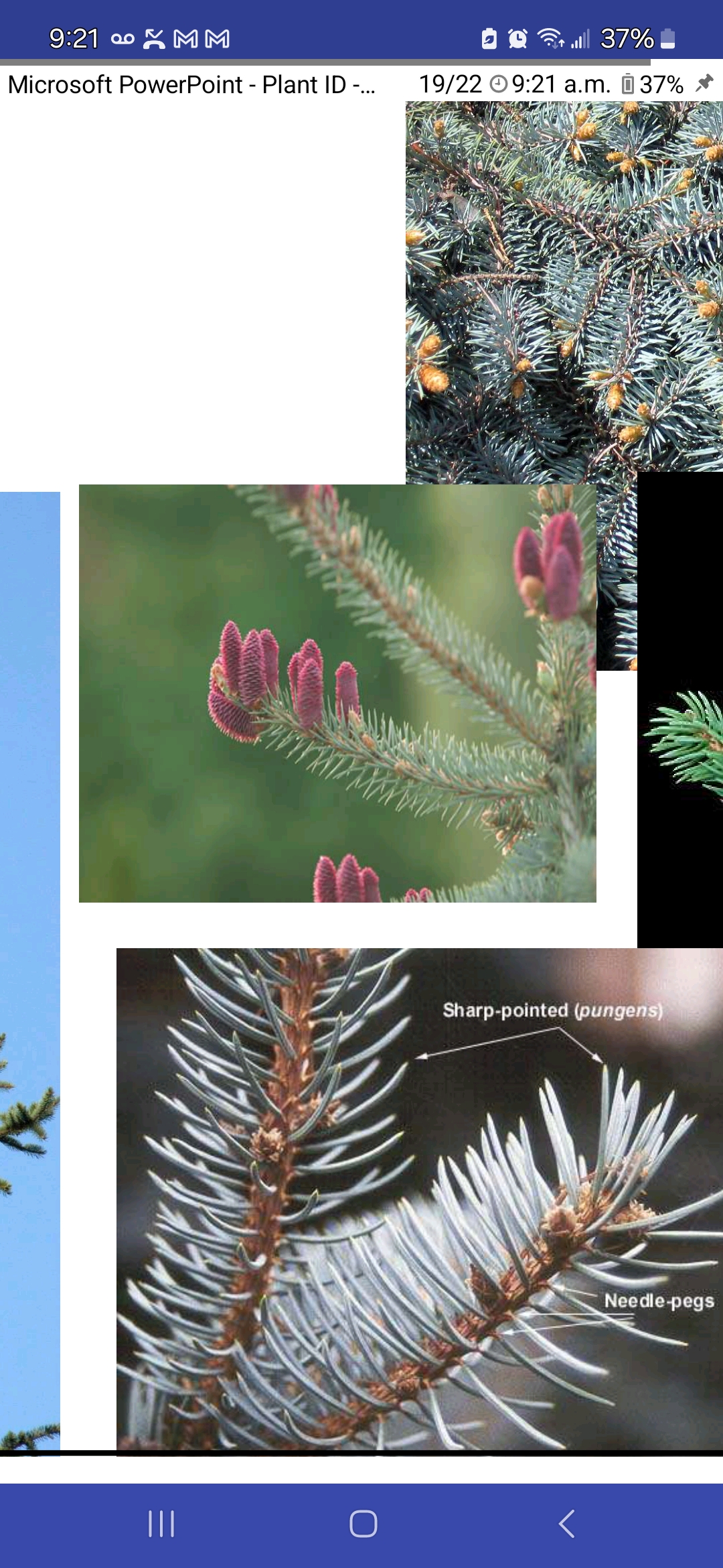 <p>Picea pungens f. Glauca, Pinaceae</p>