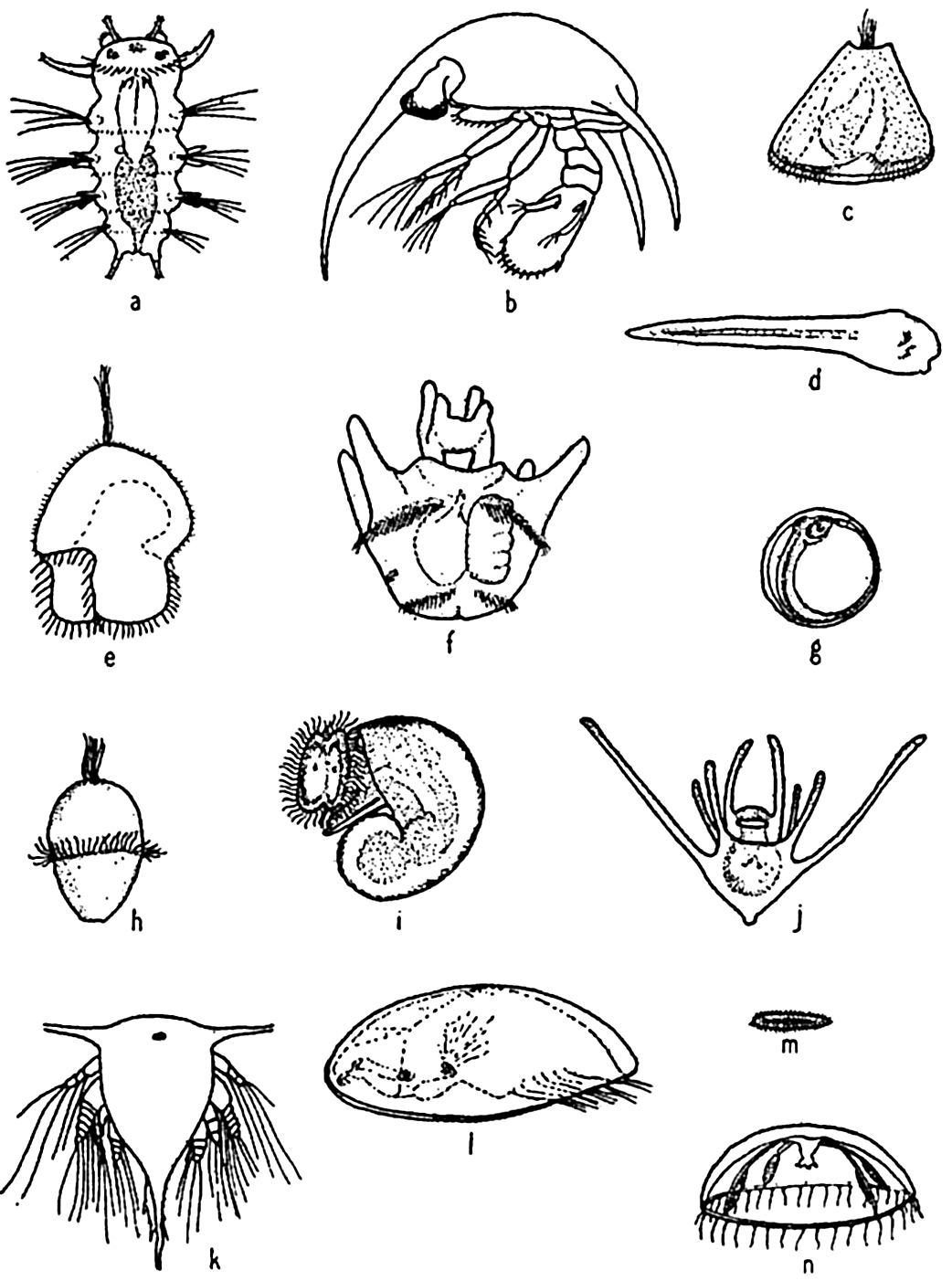 <p>Crab larvae, polychaete larvae, barnacle cyprid, &amp; ichtyoplankton are all types of…</p>