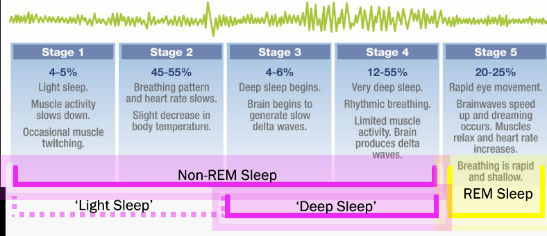 <ul><li><p>Stage 1 = light sleep</p><ul><li><p>muscle activity slows down</p></li><li><p>occasional muscle twitching</p></li></ul></li><li><p>Stage 2 </p><ul><li><p>breathing pattern and heart rate slows</p></li><li><p>slight decrease in body temp</p></li></ul></li><li><p>Stage 3 = deep sleep</p><ul><li><p>brain begins to generate slow delta waves</p></li></ul></li><li><p>Stage 4 = very deep sleep</p><ul><li><p>rhythmic breathing</p></li><li><p>limited muscle activity</p></li><li><p>brain produces delta waves</p></li></ul></li><li><p>Stage 5 = REM</p><ul><li><p>brainwaves speed up and dreaming occurs</p></li><li><p>muscles relax and heart rate increases</p></li><li><p>breathing is rapid and shallow</p></li></ul></li></ul>