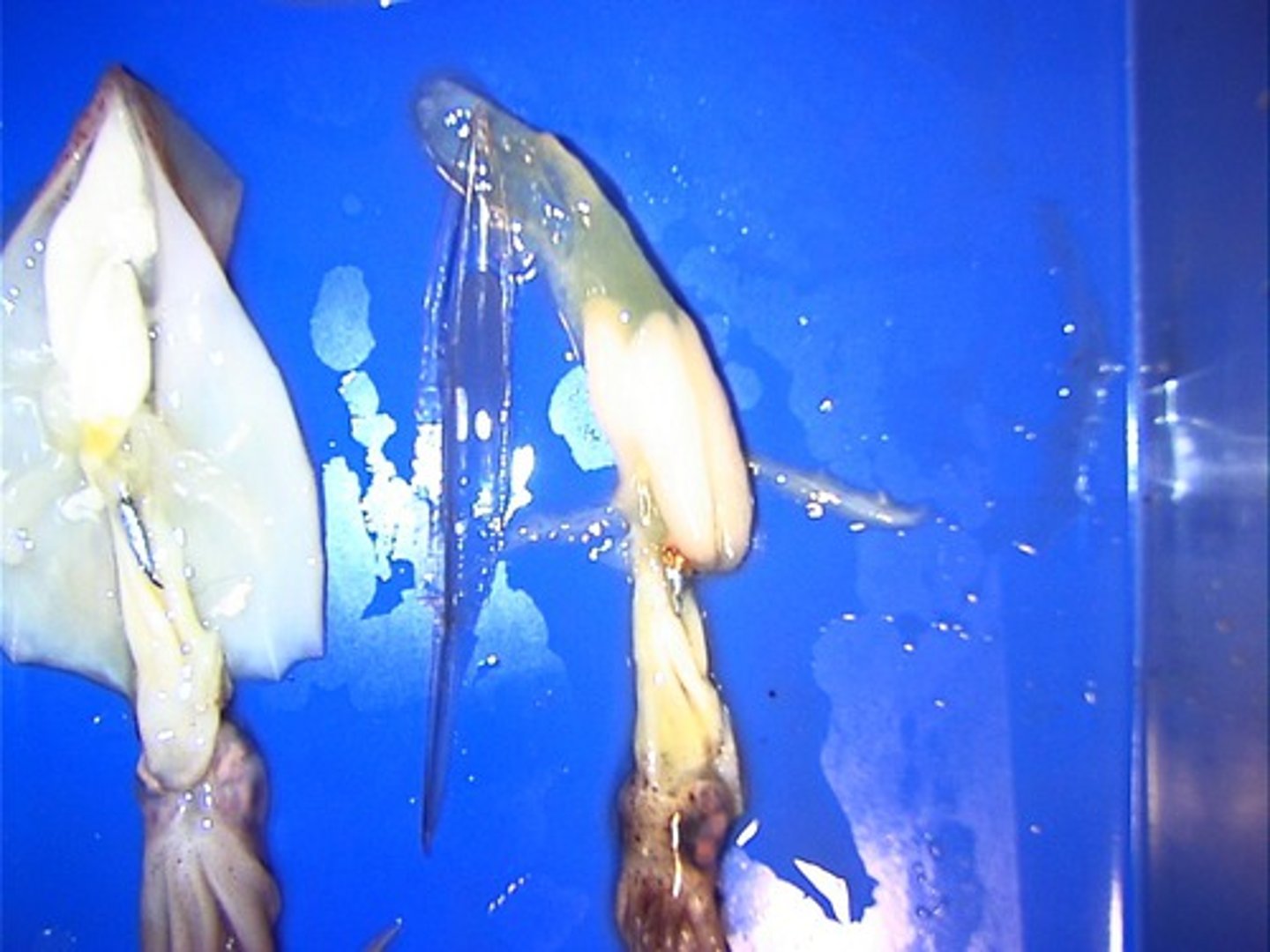 <p>The reduced remnants of the shell found in squid.</p>