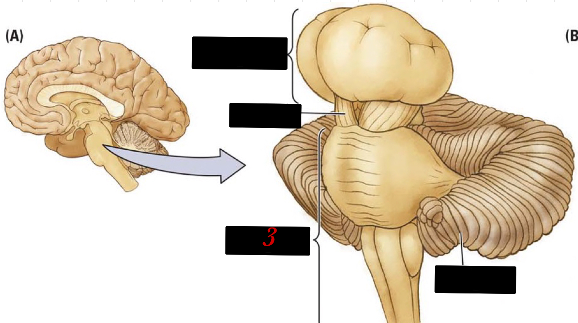 located at the lower back part of the brain and contains the cerebellum, reticular formation, pons, and the medulla 