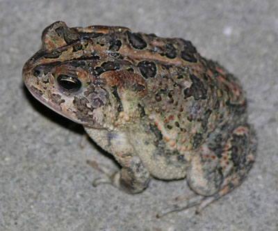 <p>brown, gray, reddish color; very patterned back; warty skin; cranial crests</p>