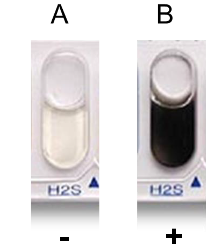 <p>Hydrogen Sulfide Test (H2S)</p><p>Determine whether bacteria can produce hydrogen sulfide by producing thiosulfate reductase</p>