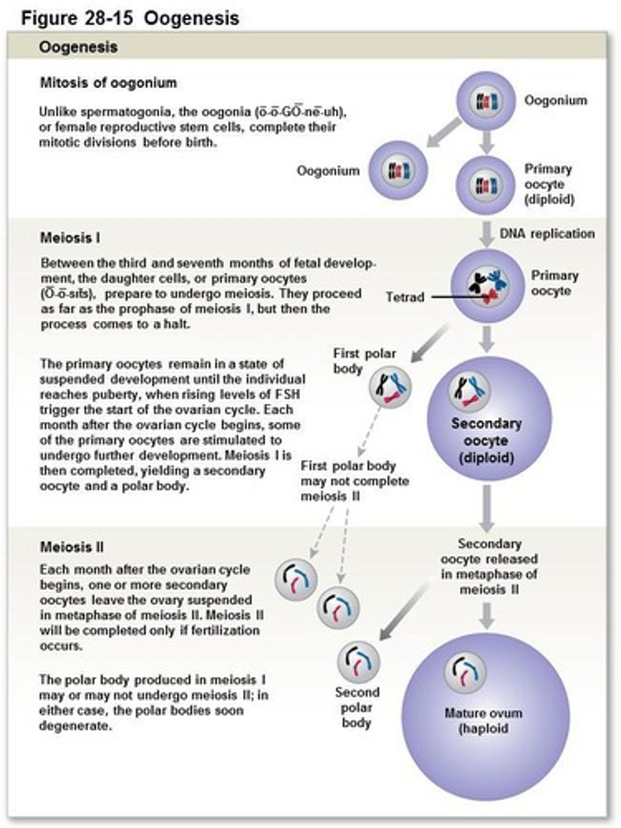 <p>Egg production in females, involving unequal cytoplasm division.</p>