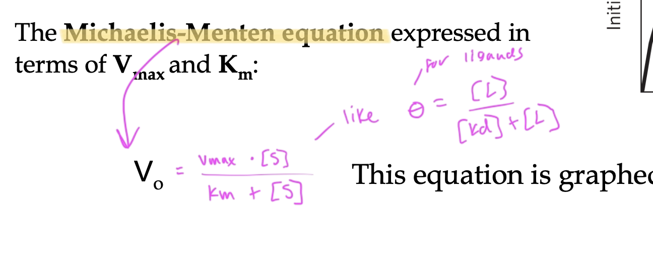 <p>Vo= [(Vmax)[S]]/Km + [S]</p><ul><li><p>this equation graphs as a hyperbola</p></li></ul><p></p>