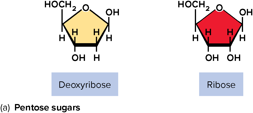 Deoxyribose and Ribose