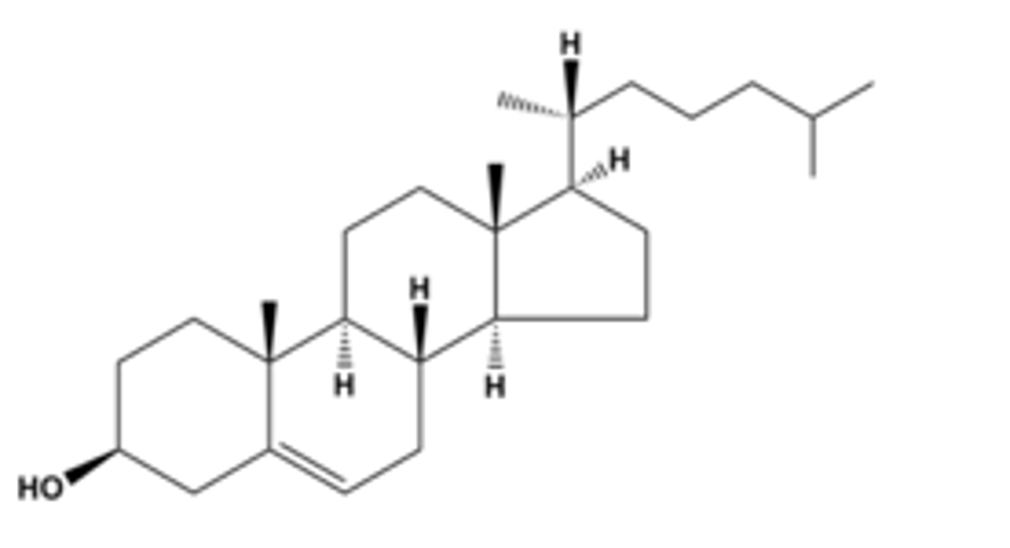 <p>most important steriod; basis for all steriods formed in the body.</p>