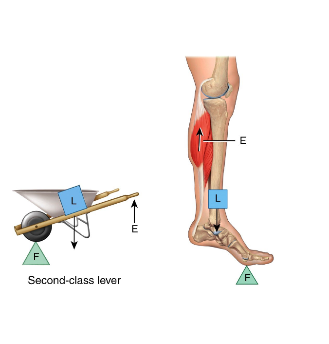 <p>Compares with wheelbarrow.</p><p>Fulcrum (metatarsophalangeal joints)</p><p>Effort (gastrocnemius)</p><p>Whole body weight is resistance</p>