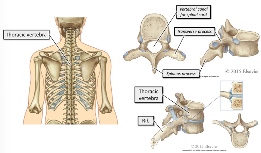 <p><span>The 12 thoracic vertebra make up the posterior element of the thoracic cage. They articulate with the ribs and with each other.&nbsp;</span></p>