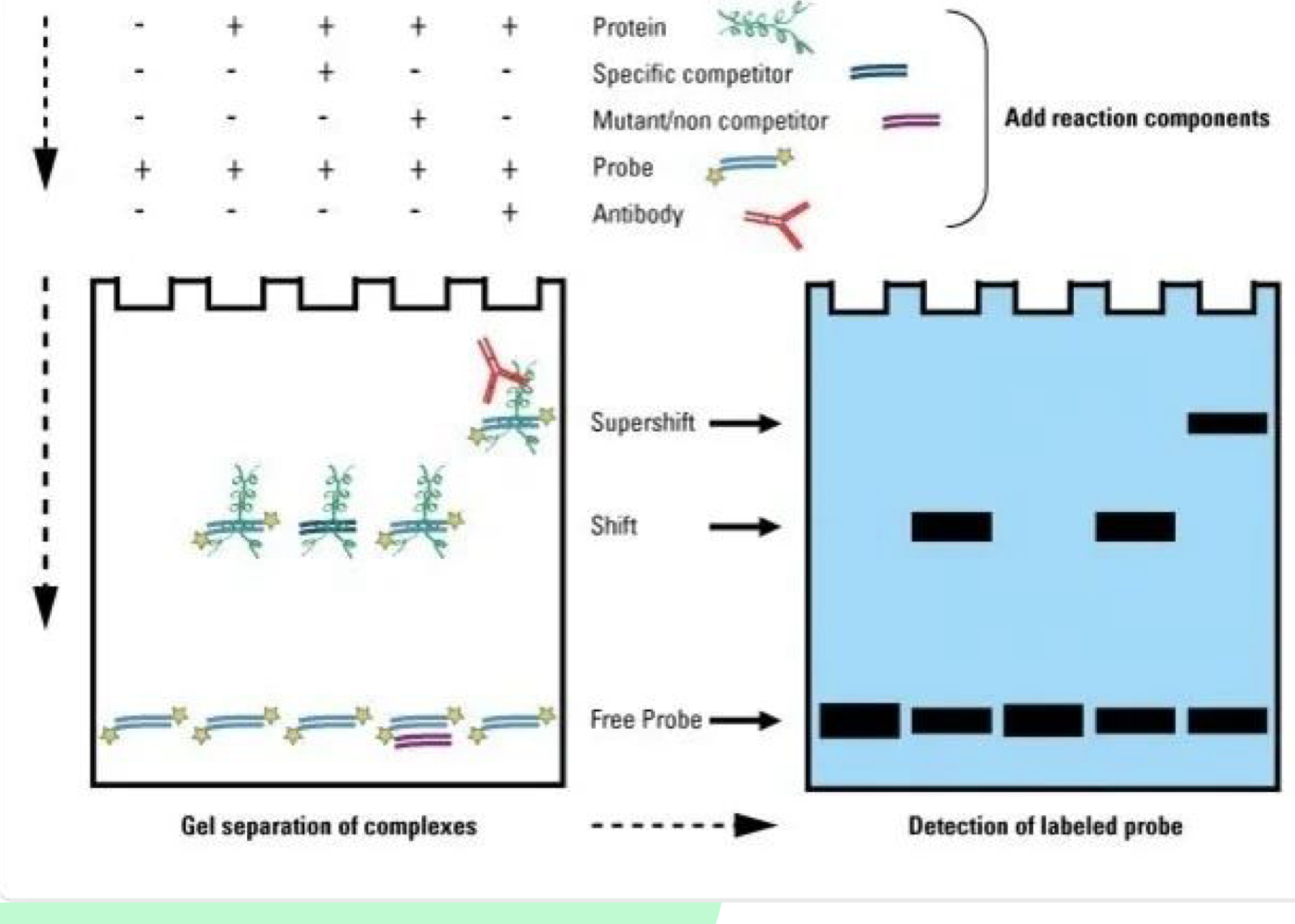 <p>A supershift occurs when an antibody specific to the protein-DNA complex is added, confirming that the protein is binding to the DNA of interest</p>