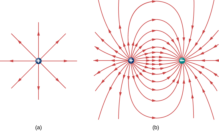 <p>1/ They point in the direction of the electric field</p><p>2/ They never cross</p><p>3/ Always flows from positive charges to negative charges</p><p>4/ The field strength is proportional to the density of field lines (arrows)</p>