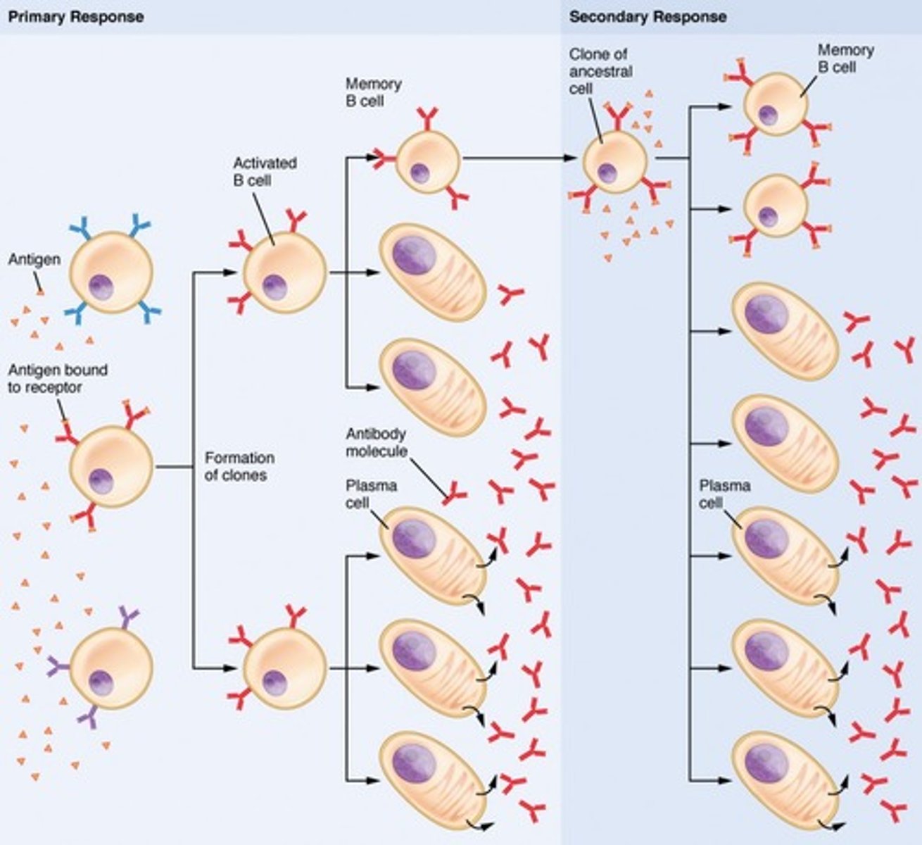 <p>1. Immunocompetent B cells are activated by antigen binding to receptors on the B cell surface </p><p>2. Cross-linked adjacent antigen-receptor complexes are internalized by endocytosis</p><p>3. Clonal selection is triggered</p><p>4. B cells grow and multiply to form an army of exact replicas called clones</p><p>5. Clones become either plasma cells or memory B cells </p><p>6. Plasma cells secrete antibodies </p><p>7. Memory B cells can mount an almost immediate attack if the same antigen is encountered again </p>